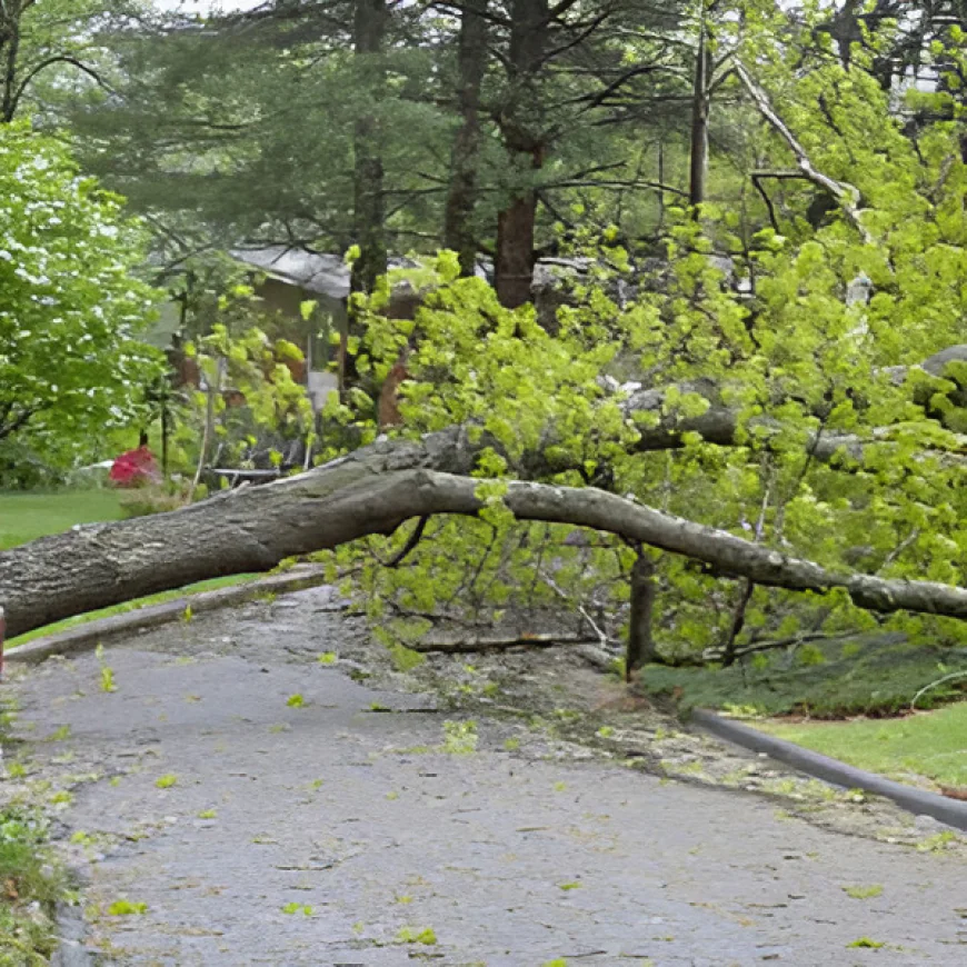 When Does a Fallen Tree Become a Real Emergency in Houston?