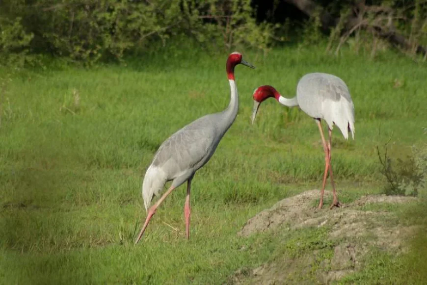 Wildlife Sanctuary: Your Comprehensive Guide to the Himalayas' Ultimate Wildlife Haven