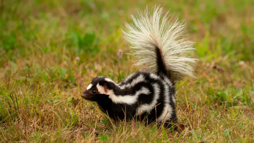 What Kills Skunk Smell in a House?