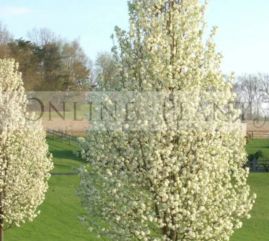Future-Proof Your Garden with Smart Planting Choices