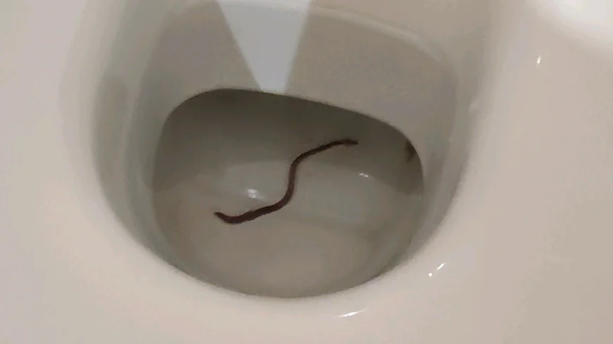 Why Is There a Small Worm in My Toilet?