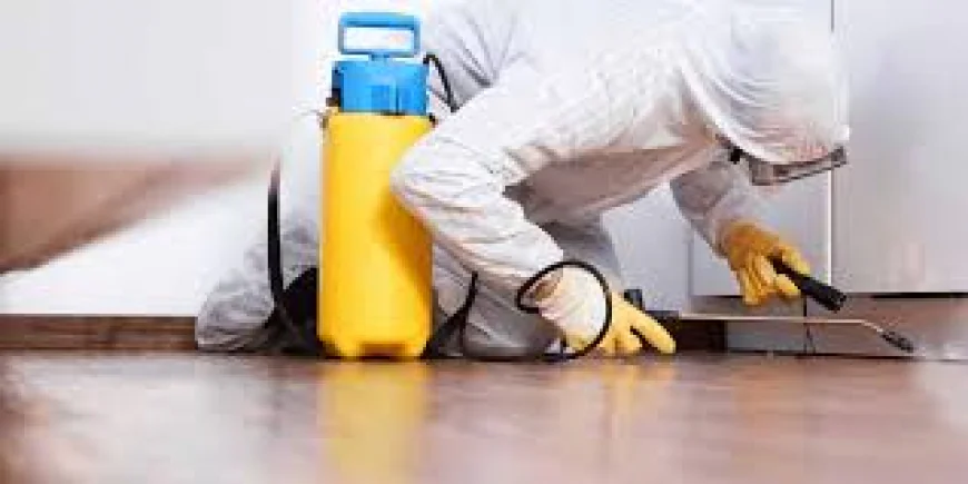 Reliable Termite Control Services in Lahore for Complete Property Protection Solutions Today