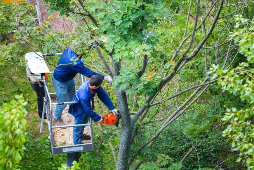 Tree Removal Columbia for Storm-Damaged & Dangerous Trees