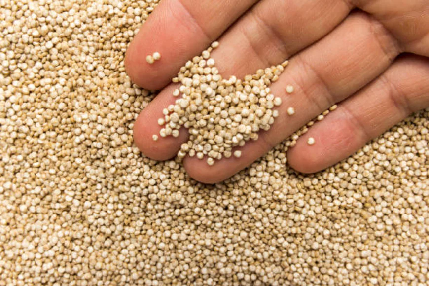 Why Quinoa Is Gaining Momentum Across the Middle East and Africa