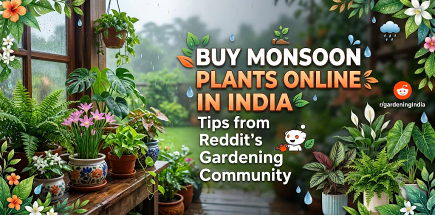 Buy Monsoon Plants Online in India: Tips from Reddit’s Gardening Community