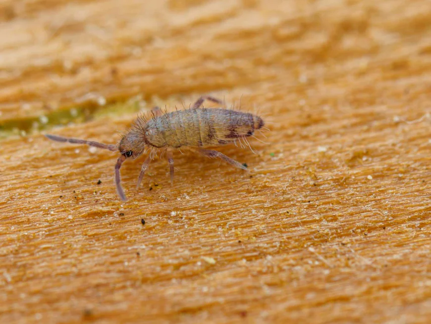What Does It Mean If I Have Springtails in My Bathroom?