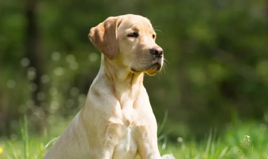 Inside One of the Best Dog Training Programs in Dallas