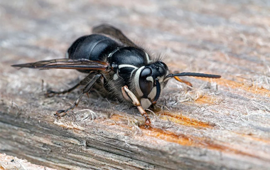 How to Identify a Black Hornet and Keep It Away