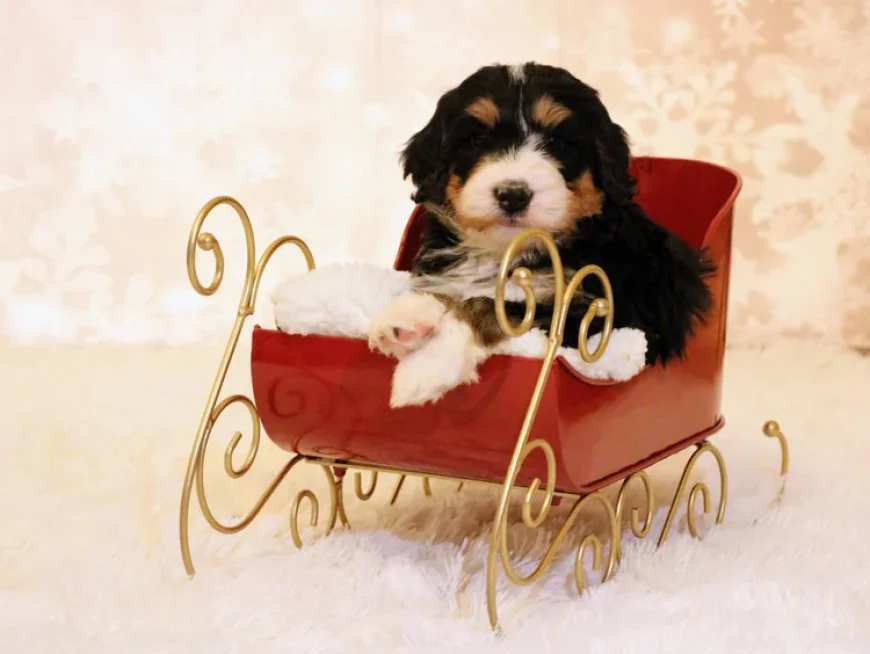 How to Find the Right Bernedoodle for Adoption for Your Family
