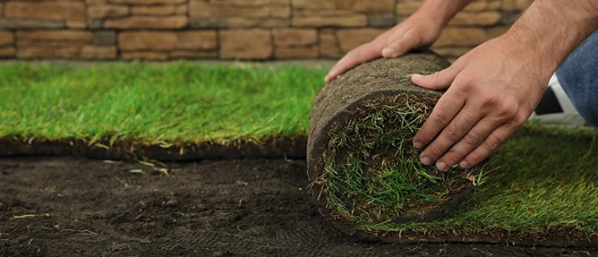 How Do Sod Installation Services Improve Lawn Health Long-Term?