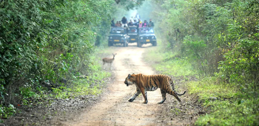 Jungle Safari in Rishikesh: Explore the Wild Side of Uttarakhand
