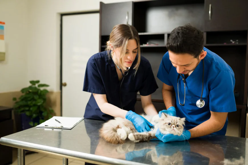 How Do I Choose the Right Vet for My Dog in Virginia Beach?