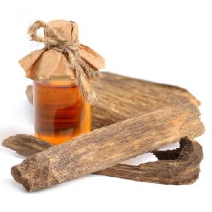 Pure Oud: Your Trusted Partner for Agarwood Oil Wholesale Worldwide