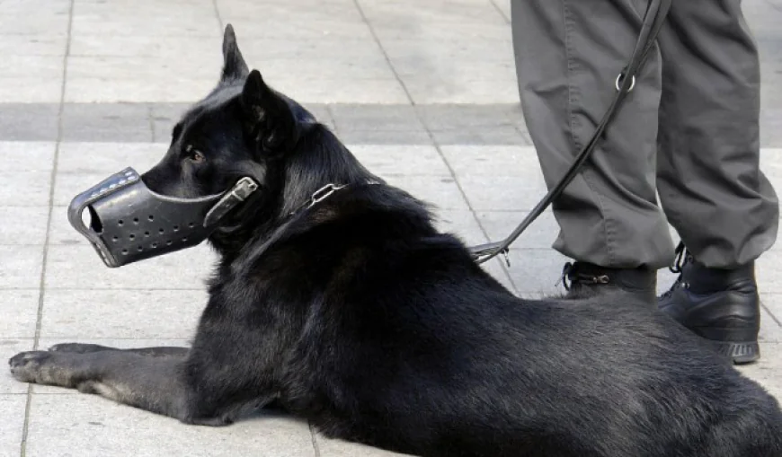 Are Level 3 Protection Dogs Worth Buying in Los Angeles?