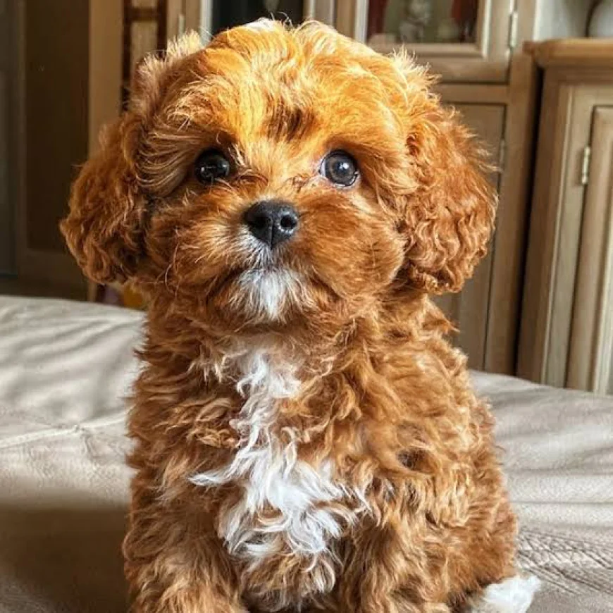 Acquiring a Cavapoo Pup in Florida, Note these