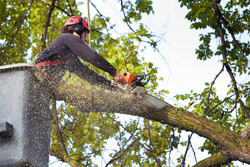 How Can Houston Homeowners Safely Handle Dangerous Trees Before Storms?
