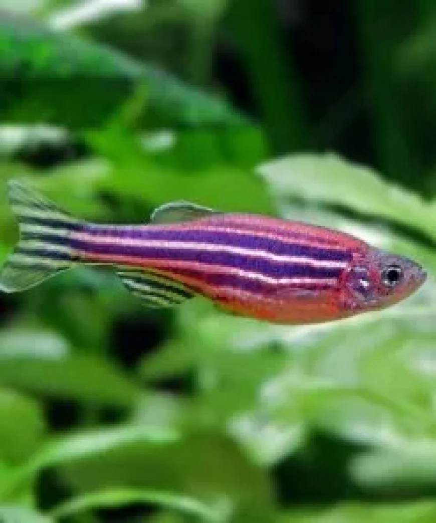 What to Check Before Buying Freshwater Tropical Fish?