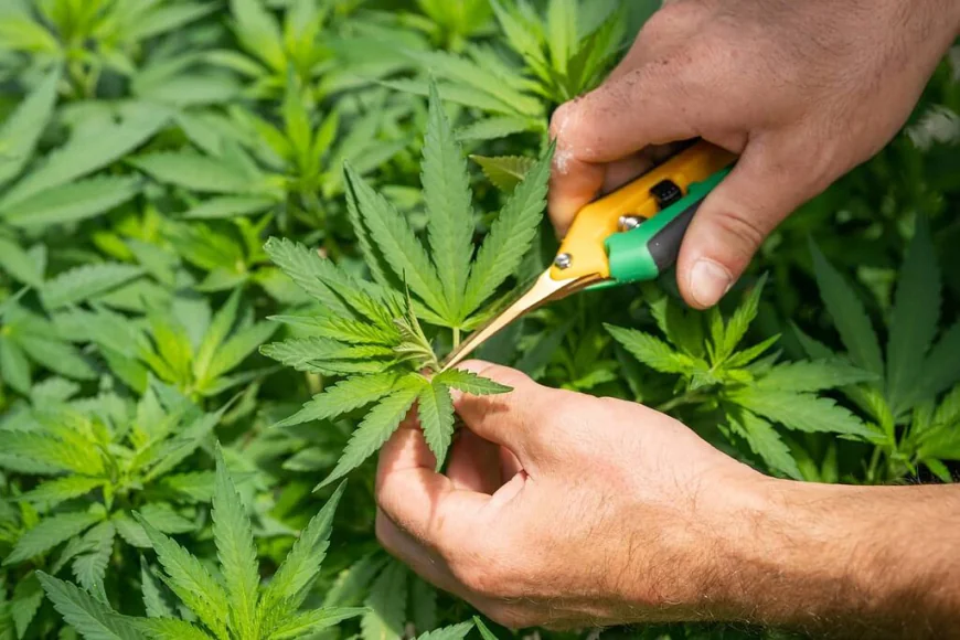 How to Choose the Best Organic Hemp Flower for Your Needs