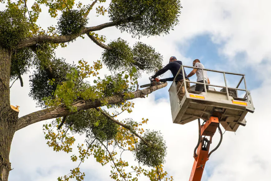 Reliable Tree Service in Woodstock GA: Healthier, Safer Trees