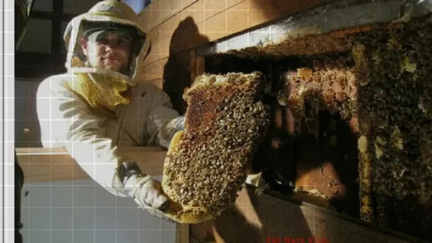 Reliable Bee Removal Services in San Antonio, TX