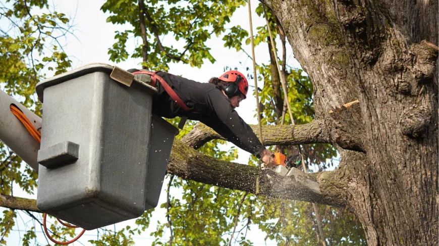 Trees Cutting Oakley CA: Safe and Efficient Tree Removal by Local Experts