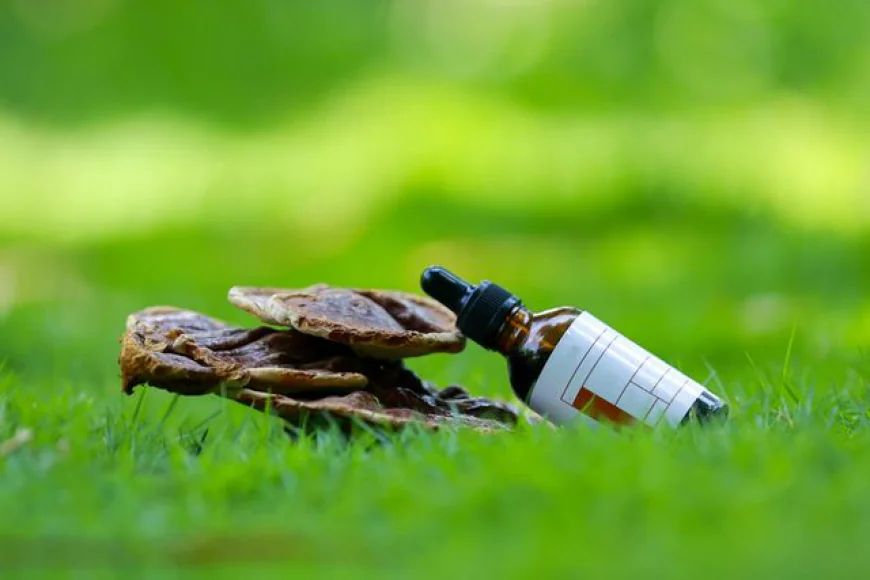 Mushrooms for Immune System: Benefits & Daily Wellness