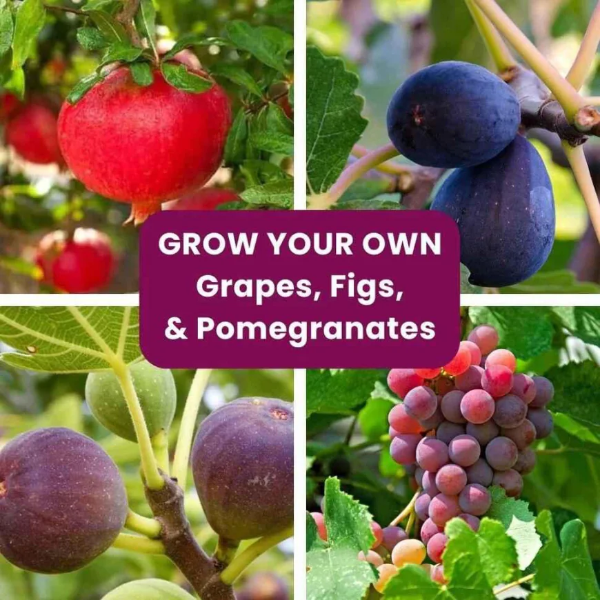 Potting Soil in Bulk for Planting grapes | Evergreen Nursery