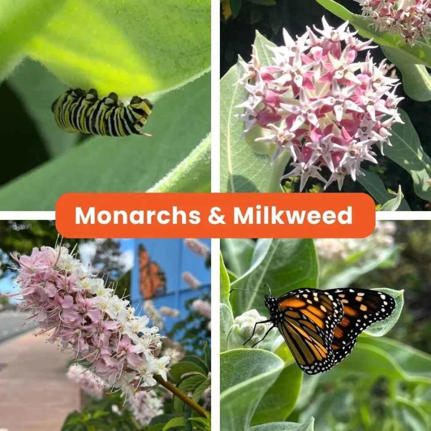 Milkweed Plant Story: Raising Monarchs in San Leandro