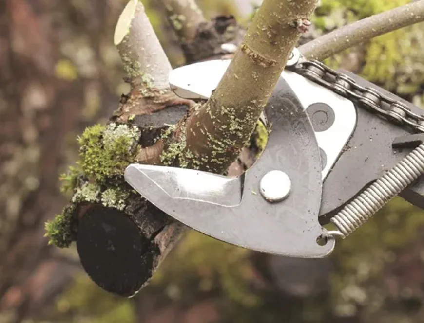 When Storms Strike: Emergency Tree Removal in Bryan, TX