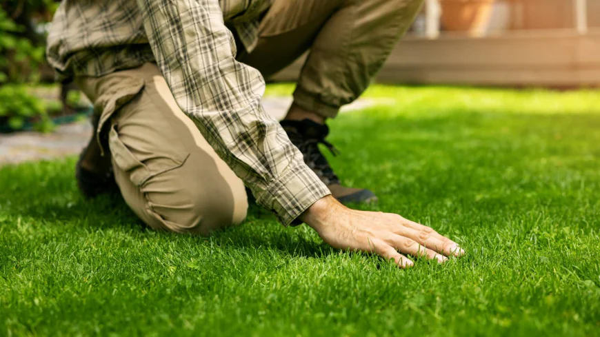 Professional Lawn Care Trophy Club Near Me TX