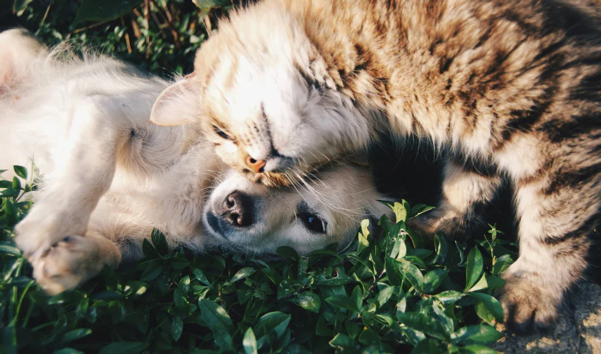 US Pet Insurance Market Size, Trends, and Growth Outlook 2026-2033