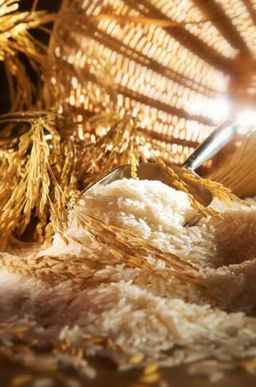 Rice Gluten Meal Manufacturers in India: What Buyers Should Know Before Choosing a Reliable Supplier