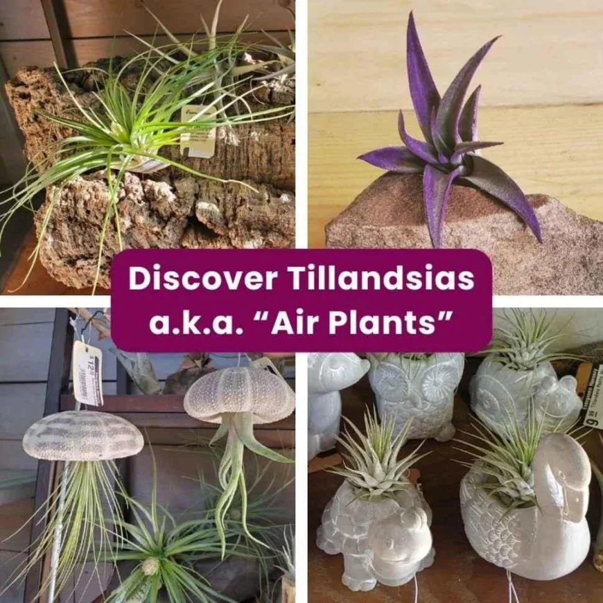 Tillandsia Air Plant Care + California Native Garden Tips