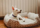 How to Pick the Best Dog Products for Safety and Daily Comfort