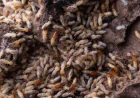 Why Professional Formosan Termites Treatment Is Worth It