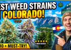 Best Weed Strains in Colorado: A Simple Guide to Choosing the Right One