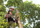 10 Reasons to Hire a Local Tree Service in Woodstock GA for Safer, Healthier Trees