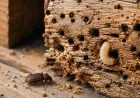 Woodworm Warning Signs: 7 Clues Your Timber Is Under Attack