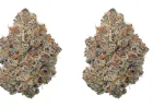 Finding High-Quality Budget THCa Flower in 2026