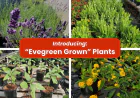 Evergreen Grown Drought-Tolerant Plants | San Leandro, CA