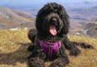 From Cuddles to Playtime: Choosing the Perfect Dog Toy for Every Personality
