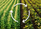 Gramiti: Insecticide for Tomato, Soybean, Maize & Vegetable Farming Solutions for Modern Indian Farmers
