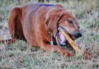 Healthy Dental Chews for Dogs: Supporting Better Oral Care