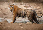 Best Forest Resorts Near Pench for Monsoon Vacations