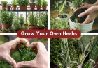 Fall Herbs & California Native Garden Ideas | East Bay