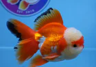 Online Goldfish Store: Find Beautiful, Quality Fancy Goldfish at ChuChuGoldfish