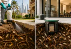 Chemical vs. Baiting Systems: Which Termite Treatment Is Right for Your UAE Property?