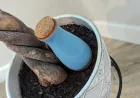 Simple Ways to Make Plant Care Easier When Life Gets Busy