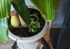 The Hidden Reason Your Houseplants May Be Struggling