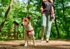 The Importance of Teaching Your Dog Loose Leash Walking: A Better Perspective